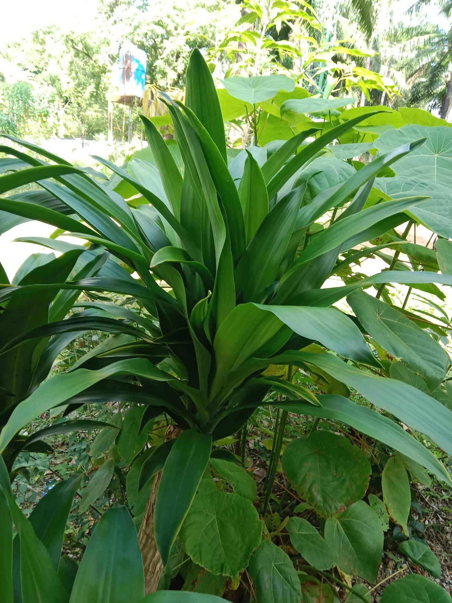 Som Palmgarden Hotel Ko Lanta Buitenkant foto