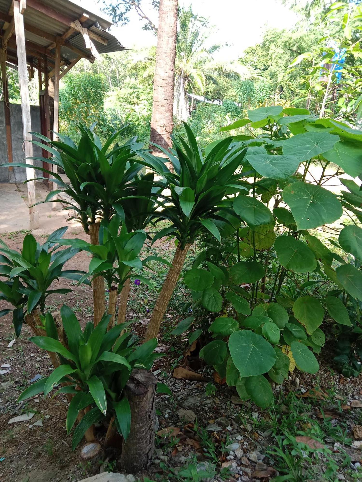 Som Palmgarden Hotel Ko Lanta Buitenkant foto